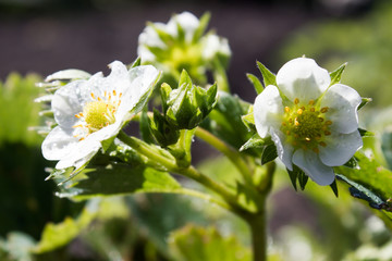 Strawberry flowers in the spring garden