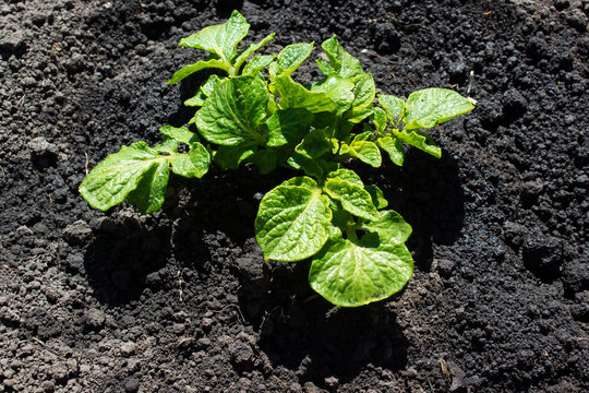 Fresh potato leaves in spring garden