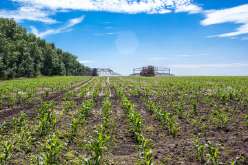 Obraz premium The agricultural machine operates in a corn field