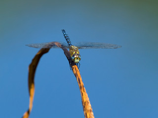 Migrant Hawker (Aeshne mixte) Dragonfly