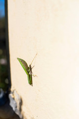 Mantis (Mantodea) on white wall in sunlight
