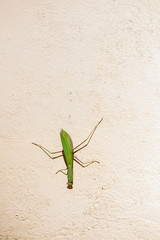 Mantis (Mantodea) on white wall in sunlight