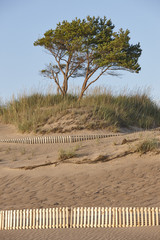 Sand dune beach in Finland. Yyteri area. Summer finnish holidays.