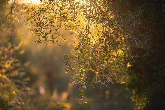 Leaves and branches of olive trees backlit in low sunlight.