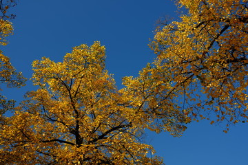 Automne à Paris , France
