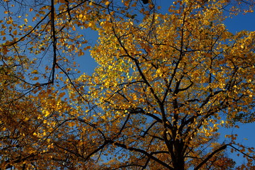 Automne à Paris, France