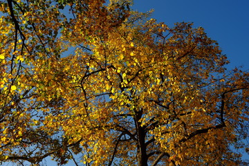 Automne à Paris, France