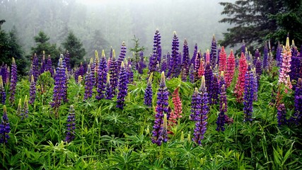 Obraz premium Lupins and Mist