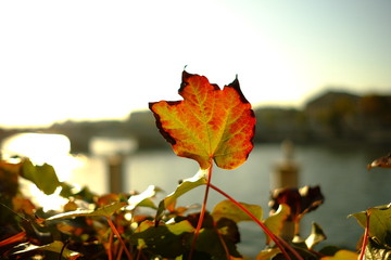 Automne à Paris, France