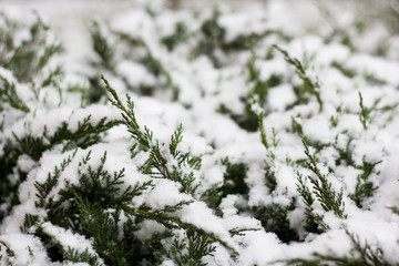 Winter landscape. a fir tree branch, the snow lies on the branches.