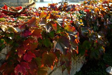 Automne à Paris, France