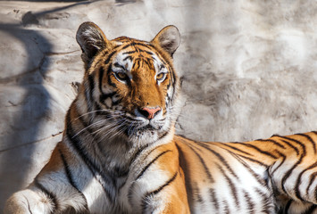 Fototapeta na wymiar Young Siberian tiger, otherwise known as the Amur Tiger