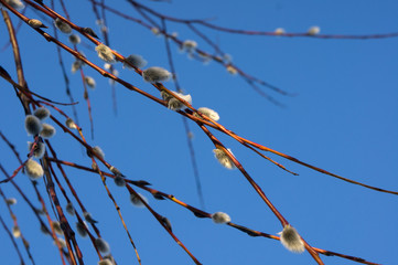 Red branches of willow on a background of blue sky.