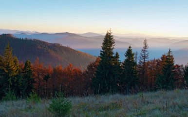 Several young spruces, pines, orange deciduous trees against smoky mountain range covered in purple grey mist under warm light cloudless sky on a warm fall evening in October. Carpathians, Ukraine