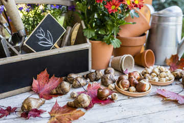 Flower bulbs and garden accessories for planting in the ground. 
