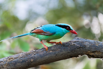 Tiffany blue bird, side view.Beautiful bird common green magpie perching on old branch natural blurred background.