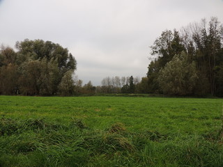 Weideland am Niederrhein bei St. Hubert (Deutschland)