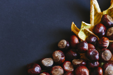 Obraz premium Chestnuts on a yellow leaves