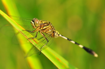 Dragon fly in the nature habitat using as a background or wallpaper.The concept for writing an article.