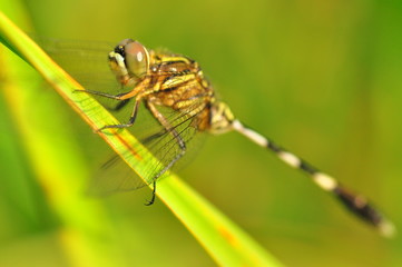 Dragon fly in the nature habitat using as a background or wallpaper.The concept for writing an article.