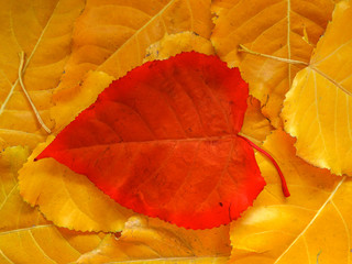 Red poplar leaf over yellow leaves