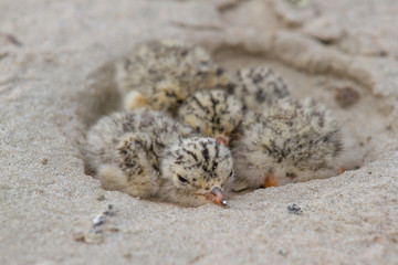 Nest of Common Tern. The bird lives on the stove near the rivers on the beach, Desna river, Ukraine.