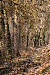 Waldweg mit kahlen Bäumen und Efeubewuchs im Schärfeverlauf