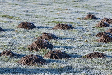 Maulwurfshügel im Winter