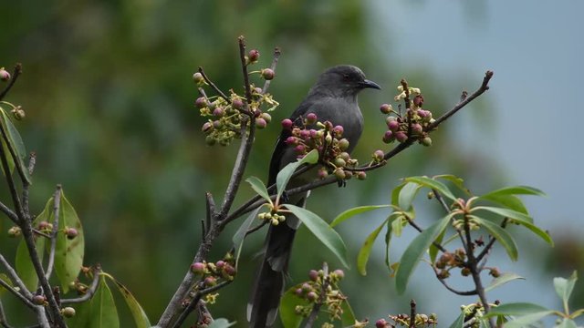 Long-tailed Sibia Birds in Thailand and Southeast Asia.