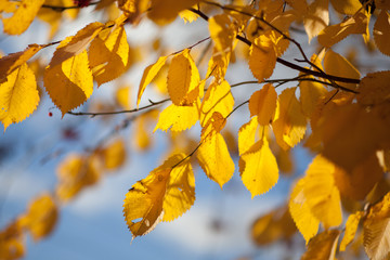 autumn leaves, very shallow focus