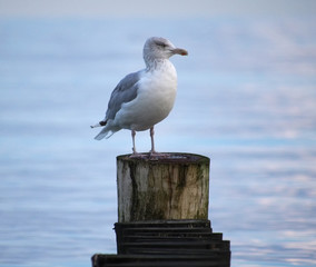 Eine Möwe auf einer Buhne an der Ostsee