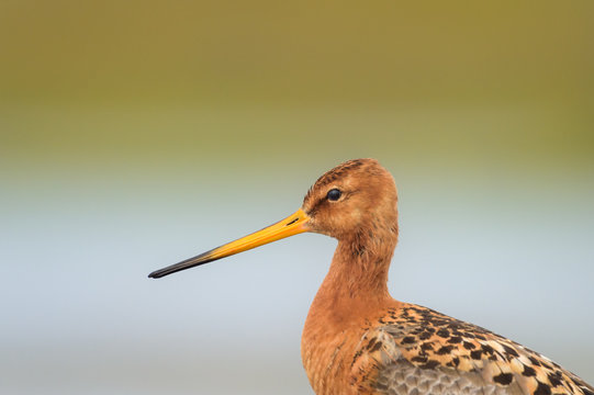 Headshot of a Black-tailed Godwit (Limosa limosa)