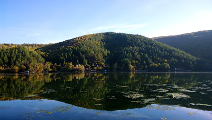 The lush forest reflected in a pond