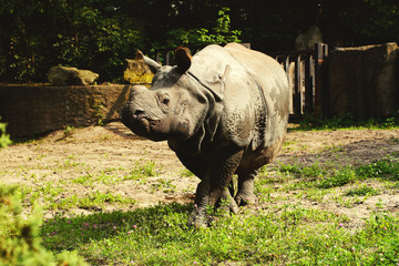 Big rhinoceros close up on grass animal photo