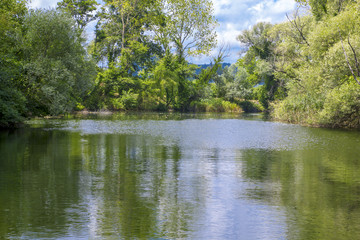 Trees by the water