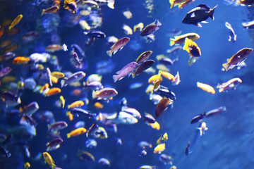 Mix of tropical fish close up under water photo