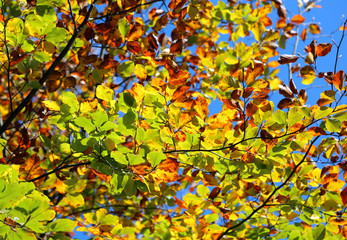 Beautiful autumn leaves background with very vivid colors