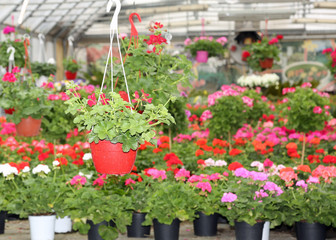 Fototapeta na wymiar flower pots in the florist's large glasshouse for sale