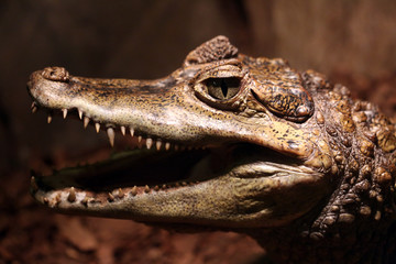 Close up animal portrait of crocodile with open mouth showing teeth