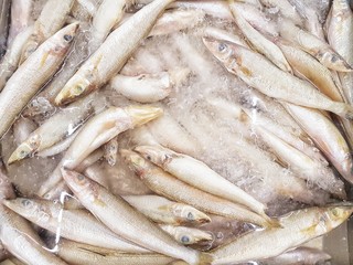 silver sillago fish sale in the market