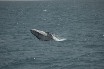 Fototapeta premium Breaching Whale, Hervey Bay Queensland Australia