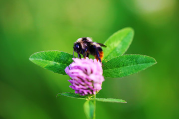 Bumblebee close up on clover flower macro beautiful photo