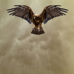 golden eagle in the dark stormy sky - 179075383