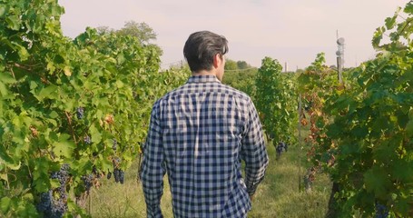 A man in a vineyard with his smiling tablet after checking his grapes traceability and growing for the production of his Italian wine. Concept of: agriculture, wine, drinks, bio, nature and technology - Powered by Adobe
