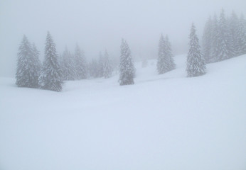 Winterbäume im Nebel