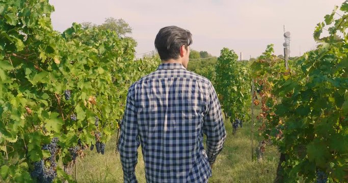 A man in a vineyard with his smiling tablet after checking his grapes traceability and growing for the production of his Italian wine. Concept of: agriculture, wine, drinks, bio, nature and technology