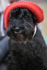 Black funny cute dog with red hat outdoor animal portrait