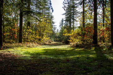 Chemin des bois d'automne