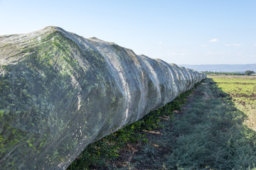 Trees covered with net