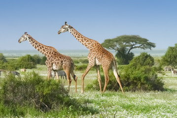 Naklejka na ściany i meble Giraffes in Kenya